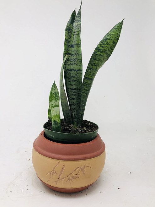 Black Snake Plant 'Sanseveria' Terracota Round Vase by Jmbamboo