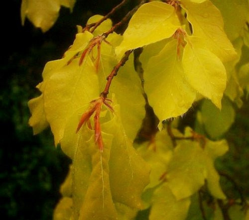 Golden Columnar Beech Fagus sylvatica 'Dawyck Gold' - 3 Year Live Plant