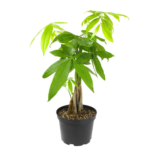 Altman Plants, Chinese Money Plant Decor, Money Tree Plant Indoor House Plants, Bonsai Tree Feng Shui Decor, House Plants Indoors Live Plants Indoor Plants Live Houseplants Live Indoor Live Plants