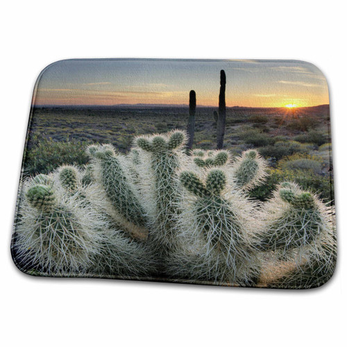 3dRose Arizona. Teddy Bear Cholla cactus in setting sun,... - Dish Drying Mats (ddm-345847-1)