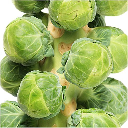 Brussels Sprouts - 500 Seeds - Long Island Improved