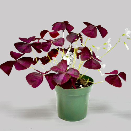 Oxalis Triangularis Purple Shamrock Live Plant in 4" Pot, Perennial Bulbs Indoor Houseplants Flowers for Home Office Wedding Decor & Birthday Gift