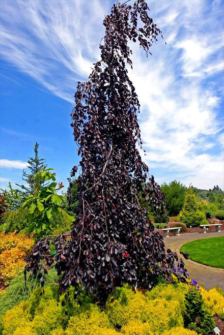 Purple Fountain Weeping Beech - Fagus sylvatica 'Purple Fountain' Dark Purple Glossy Leaves - 3 Year Live Plant