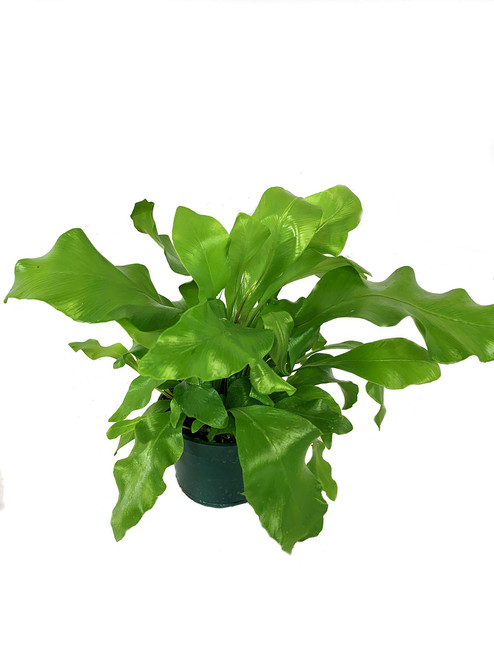 Bird's Nest Fern - Live Plant in a 4 Inch Pot - Grower's Choice - Beautiful Easy Care Indoor Houseplant Fern Bird's Nest Fern - Live Plant in a 4 Inch Pot - Grower's Choice - Beautiful Easy Care Indoor Houseplant Fern