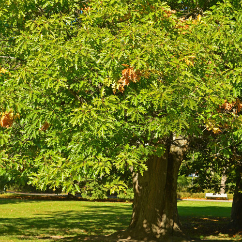 TriStar Plants - Northern Red Oak Tree - Quercus rubra, 2 Pack of ABP pots, Native Tree, Shade Tree,