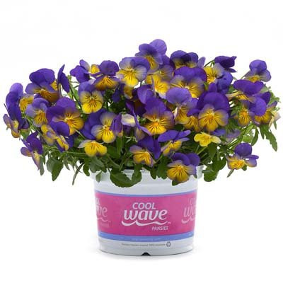 Trailing Pansy Seeds - Cool Wave Morpho - Flower Seeds - 100 Seeds
