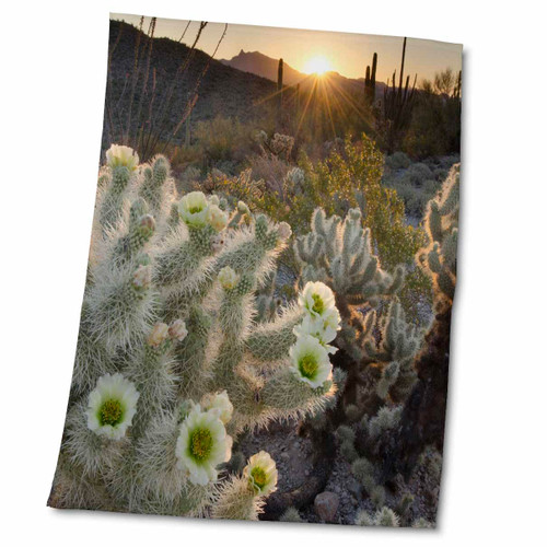 3dRose Arizona. Teddy Bear Cholla Cactus, Organ Pipe Cactus N.M. - Towels (twl-345849-2)