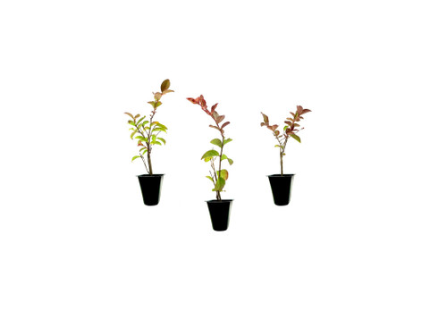 Crape Myrtle Red Rocket | 3 Live Plants | Vivid Scarlet Blooms, Live Plant, Striking Ornamental Shrub for Vibrant Garden Displays