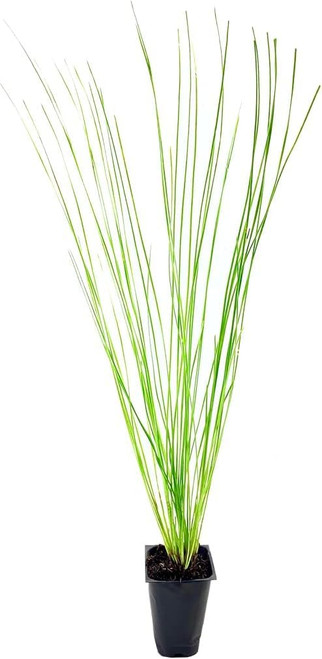 Longleaf Pine Tree | 3 Live Plants | Pines Palustris | Hardy Fast Growing Evergreen Eco-Friendly Trees