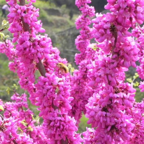 30+ Eastern Redbud Tree Cercis Canadensis Seeds Cold Hardy Flowering Tree Purple