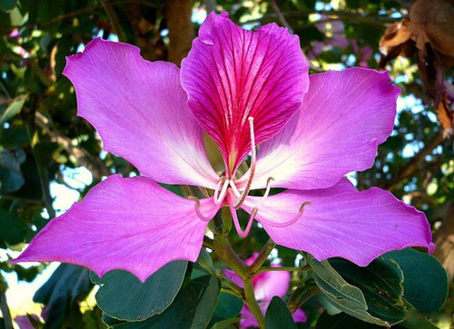 20 Bauhinia Purpurea Seeds Purple Orchid Tree Seeds 20 Bauhinia Purpurea Seeds Purple Orchid Tree Seeds