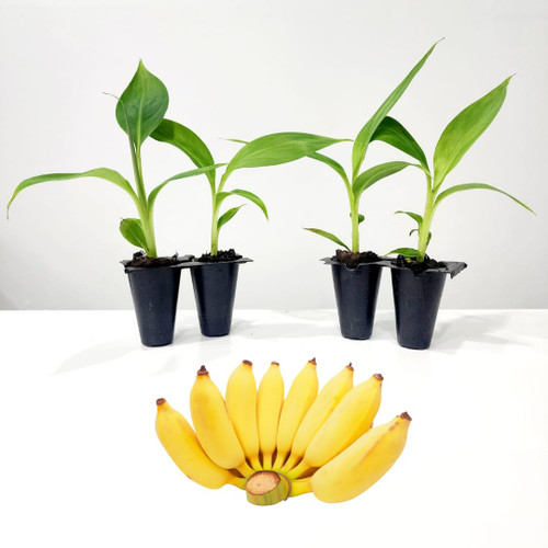 Banana Tree "Dwarf Cavendish". Set of 4 Starter Live Plants Banana Tree "Dwarf Cavendish". Set of 4 Starter Live Plants