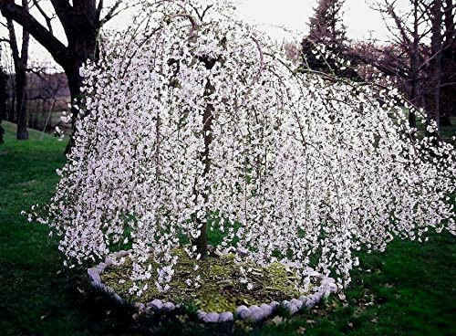 Weeping Cherry Tree - Live Plant - 6-12" Tall Seedling - 3" Pot - Ships Potted - *No Shipping to C.A Weeping Cherry Tree - Live Plant - 6-12" Tall Seedling - 3" Pot - Ships Potted - *No Shipping to C.A