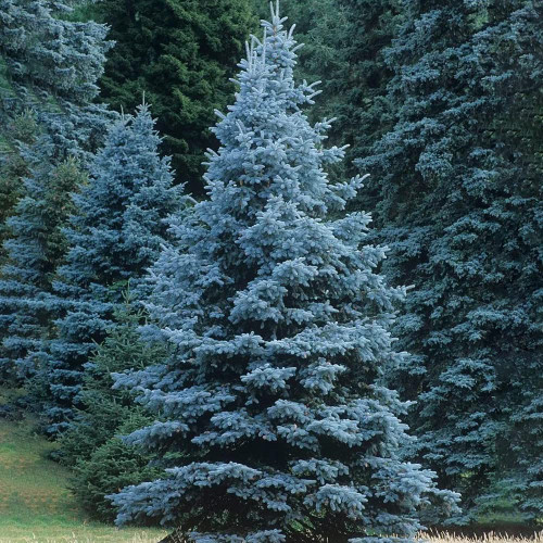 Colorado Blue Spruce Seeds for Planting (Picea pungens) Bonsai Tree Seeds Non GMO Heirloom for Privacy or Landscaping 50+