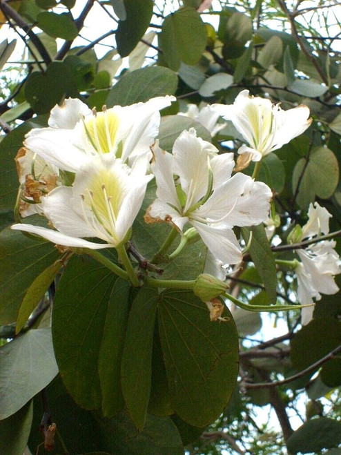 20 Bauhinia Purpurea VAR Alba Seeds Tree House Orchids White Flower Seeds 20 Bauhinia Purpurea VAR Alba Seeds Tree House Orchids White Flower Seeds