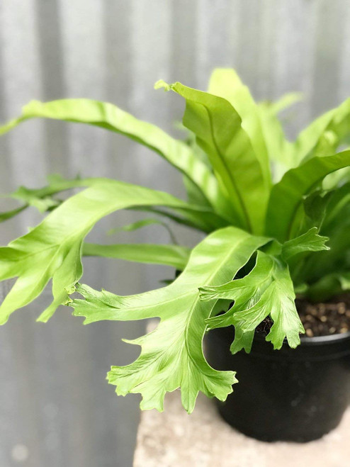 Crissie Bird's Nest Fern - Live Plant in a 4 Inch Pot - Asplenium Nidus - Beautiful Easy Care Indoor Houseplant Fern Crissie Bird's Nest Fern - Live Plant in a 4 Inch Pot - Asplenium Nidus - Beautiful Easy Care Indoor Houseplant Fern