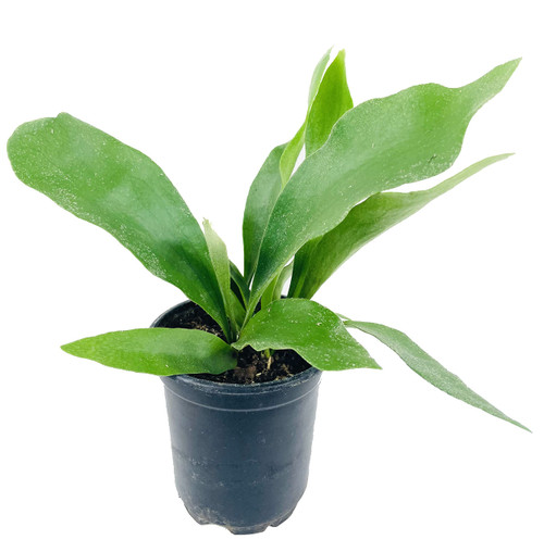 Staghorn Fern - Live Plant in a 4 Inch Pot - Platycerium Bifurcatum - Extremely Rare and Exotic Ferns from Florida Staghorn Fern - Live Plant in a 4 Inch Pot - Platycerium Bifurcatum - Extremely Rare and Exotic Ferns from Florida