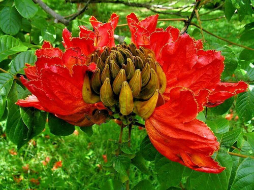 African Tulip Tree Spathodea Campanulata 25 Seeds