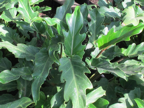 PlantBros Philodendron 'Xanadu' (PhilodendronxWinterbourn) Live Plant Indoor Exotic Houseplant PlantBros Philodendron 'Xanadu' (PhilodendronxWinterbourn) Live Plant Indoor Exotic Houseplant