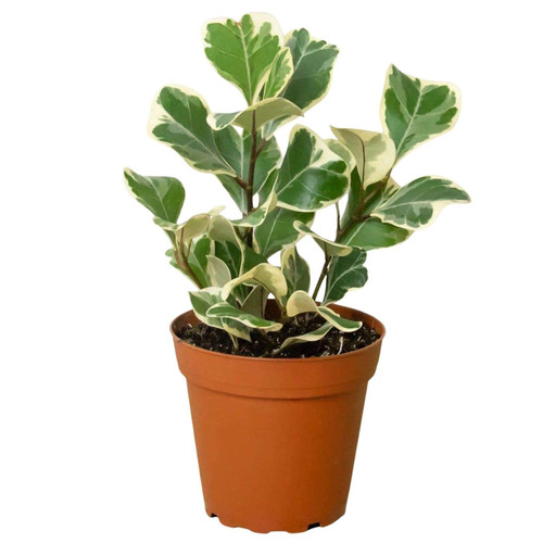 Ficus Triangularis Variegated Live Plant for Indoor | Different Houseplants in 4'' & 6'' Pot | Real House Plant Decor for Living Room, Office, Desk & Bathroom | Ficus Triangularis Variegata