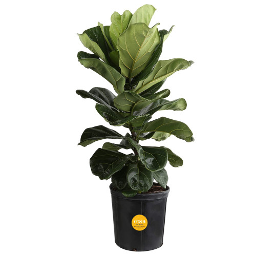 Costa Farms Fiddle Leaf Fig Tree, Live Indoor Ficus Lyrata Floor Plant, Tropical Houseplant Potted in Nursery Pot, Housewarming, Birthday, Office and Living Room Decor, 2-3 Feet Tall