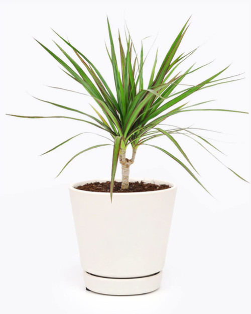 Small Size Dracaena Marginata Sunray Cane (4" White Minimalist Pot w Saucer) - Indoor, Air-Purifying, Easy to Grow Houseplant - Live Healthy Houseplant for Home Office Decoration Small Size Dracaena Marginata Sunray Cane (4" White Minimalist Pot w Saucer) - Indoor, Air-Purifying, Easy to Grow Houseplant - Live Healthy Houseplant for Home Office Decoration