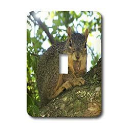 3dRose lsp_21041_1 Happy Squirrel Single Toggle Switch