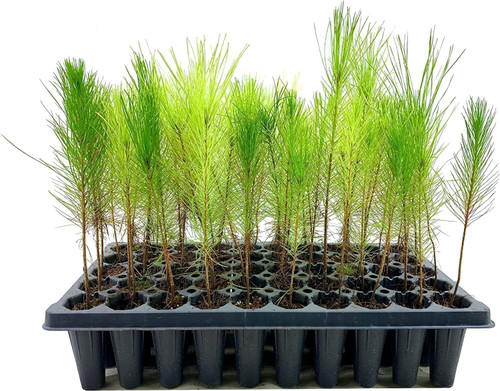 Loblolly Pine Tree Plants | 3 Live Seedlings | Pinus Taeda | Fast-Growing Evergreen for Landscaping | Ideal Plants for Large Spaces Loblolly Pine Tree Plants | 3 Live Seedlings | Pinus Taeda | Fast-Growing Evergreen for Landscaping | Ideal Plants for Large Spaces