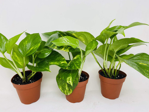 Golden Devil's Ivy Pothos 4" Pot 3 pack Very Easy to Grow - unique from Jmbamboo Golden Devil's Ivy Pothos 4" Pot 3 pack Very Easy to Grow - unique from Jmbamboo