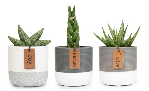 Snake Plant Live House Plants Indoors Live (3 Pack), Succulent Plants Live Houseplants, Gardening Gifts for Plant Lovers, Potting Soil Planters for Indoor Plants, Plant Lover Gifts by Plants for Pets