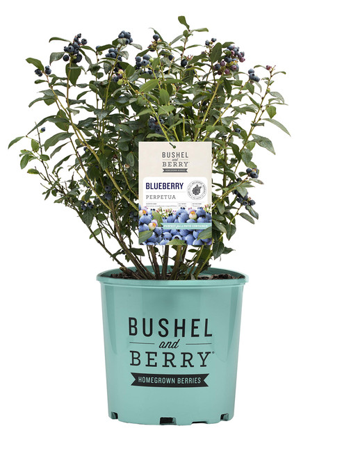 Bushel and Berry Vaccinium x Perpetua (Blueberry) Edible-Shrub, 2-Size Container, Double Fruiting Bushel and Berry Vaccinium x Perpetua (Blueberry) Edible-Shrub, 2-Size Container, Double Fruiting