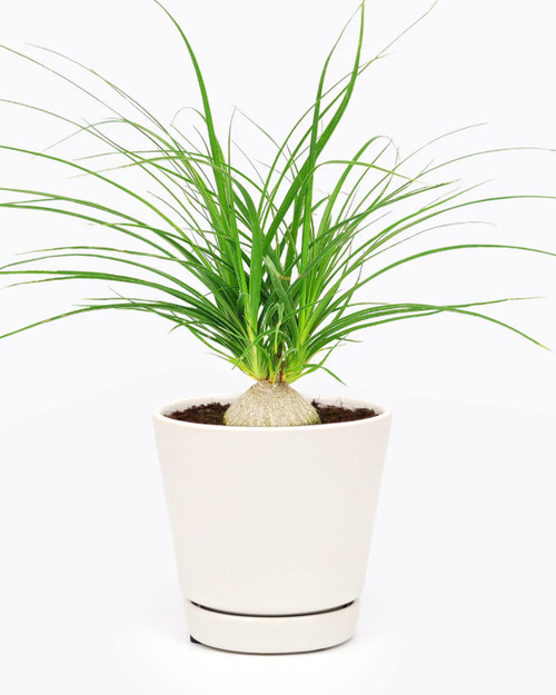 Ponytail Stump Palm (4" White Minimalist Pot with Saucer) - Beaucarnea recurvata - Easy to Grow Houseplant - Live Healthy Houseplant for Home Office Decoration - Low Maintenance Indoor Plant