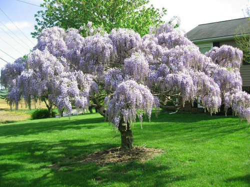 Purple Chinese Wisteria Tree - 8-14 Inch Tall Seedling - Live Plant - 2.5" Pot - Wisteria sinensis Purple Chinese Wisteria Tree - 8-14 Inch Tall Seedling - Live Plant - 2.5" Pot - Wisteria sinensis