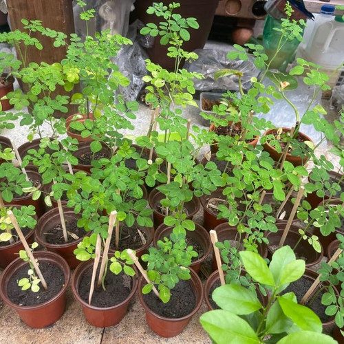 2 Moringa Drumstick Trees, Horseradish Tree, Moringa Oleifera Plant Live, 6 to 8 Inches Tall in 4 Inch Pot