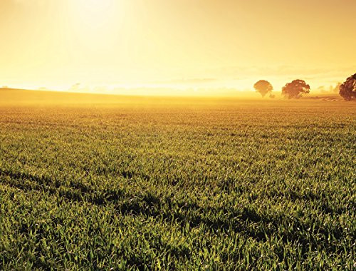 JP London PMUR2389 uStrip Peel and Stick Removable Wall Decal Sticker Mural, Americana Farmer Field Crops, 4 x 3-Feet