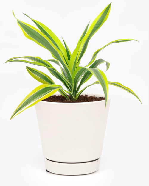 Dracaena Lemon Lime (4" White Minimalist Pot with Saucer) - Air-Purifying Bright Light houseplant - Easy to Care Houseplant Decoration for Office and Apartment Dracaena Lemon Lime (4" White Minimalist Pot with Saucer) - Air-Purifying Bright Light houseplant - Easy to Care Houseplant Decoration for Office and Apartment