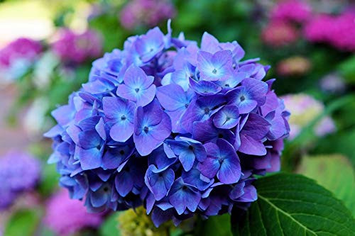 Blue Purple Shades Hydrangea Bush Plant Tree Live Shrub Plant Outside 2.5" Pot, Starter Plant
