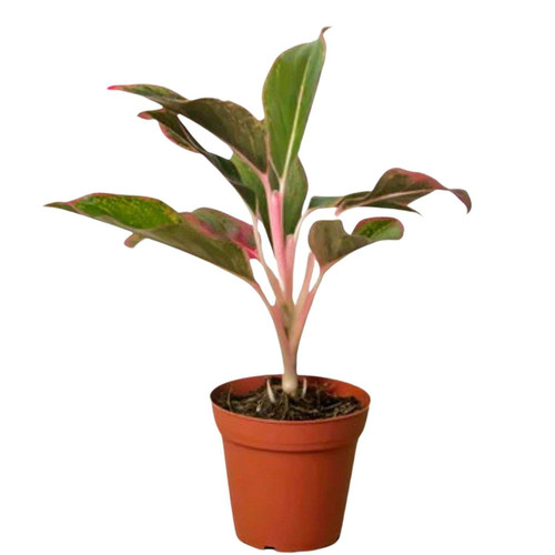 Chinese Evergreen Red Siam Live Plant for Indoor | Different Houseplants in 4'' & 6'' Pot | Real House Plant Decor for Living Room, Office, Desk & Bathroom | Aglaonema Red Siam Chinese Evergreen Red Siam Live Plant for Indoor | Different Houseplants in 4'' & 6'' Pot | Real House Plant Decor for Living Room, Office, Desk & Bathroom | Aglaonema Red Siam