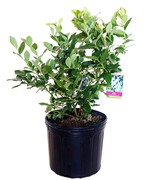 Vaccinium corymbosum 'Patriot' (HighBush Blueberry) Edible-Shrub, #3 - Size Container