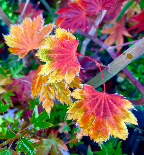 Ever Autumn Japanese Maple 3 - Year Live Plant