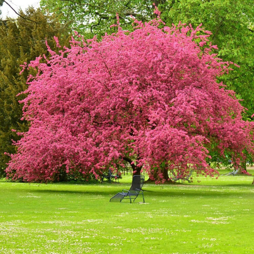Froze Pink Flowering Dogwood Tree - 18-24 inch Tall - Live Plant - Quart Pot - Ships Potted - Cornus Florida VAR. rubra Froze Pink Flowering Dogwood Tree - 18-24 inch Tall - Live Plant - Quart Pot - Ships Potted - Cornus Florida VAR. rubra