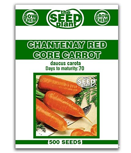 Chantenay Red Core Carrot Seeds - 500 Seeds Non-GMO
