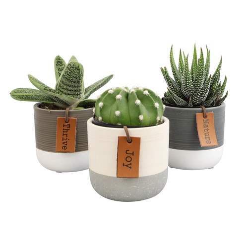 Succulents Plants Live in Plant Pot Set (3 Pack), Succulent Cactus Plants Live Plants, Indoor Plants Live Gardening Gifts for Plant Lovers, Live Succulents Plants Live Houseplants by Plants for Pets
