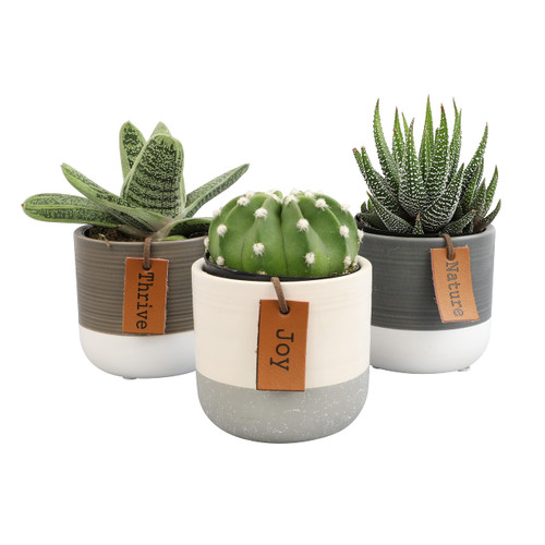 Succulents Plants Live in Plant Pot Set (3 Pack), Succulent Cactus Plants Live Plants, Indoor Plants Live Gardening Gifts for Plant Lovers, Live Succulents Plants Live Houseplants by Plants for Pets Succulents Plants Live in Plant Pot Set (3 Pack), Succulent Cactus Plants Live Plants, Indoor Plants Live Gardening Gifts for Plant Lovers, Live Succulents Plants Live Houseplants by Plants for Pets
