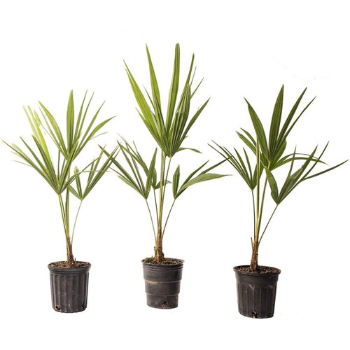 American Plant Exchange Live Windmill Palm Tree, Chusan Palm Tree, Plant Pot for Home and Garden Decor, 4" Pot, Pack of 3