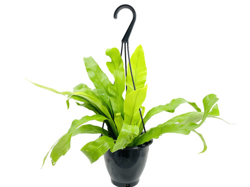 Japanese Bird's Nest Fern Hanging Basket - Live Plant in a 4 Inch Hanging Pot - Asplenium Nidus - Beautiful Easy Care Indoor Houseplant Fern Japanese Bird's Nest Fern Hanging Basket - Live Plant in a 4 Inch Hanging Pot - Asplenium Nidus - Beautiful Easy Care Indoor Houseplant Fern