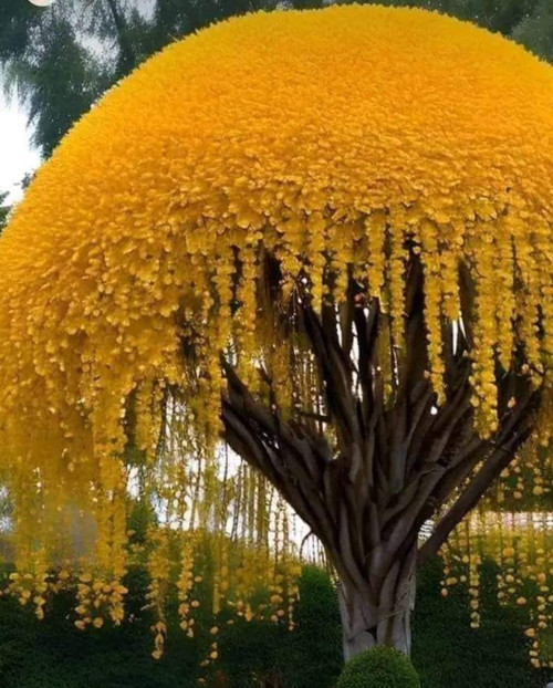 Golden Shower Tree Seeds for Planting (10 Seeds) - Stunning Weeping Yellow Blooms Golden Shower Tree Seeds for Planting (10 Seeds) - Stunning Weeping Yellow Blooms