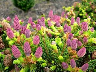 Pusch Dwarf Spruce - Picea Abies 'Pusch' - 1 - Year Plant
