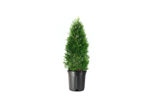Arborvitae Emerald Green | 1 Live Gallon Size Tree | Thuja Occidentalis Smaragd | Evergreen Privacy Screening Hedge Plants
