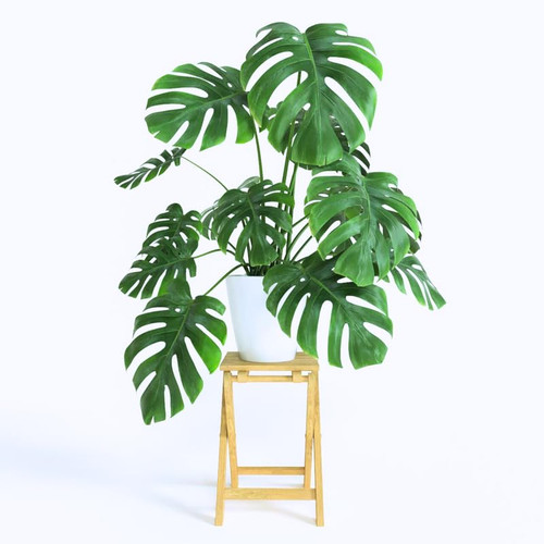 Monstera Deliciosa Live Plant, Monstera Deliciosa House Indoor Plant Live in a 4 Inches Pot